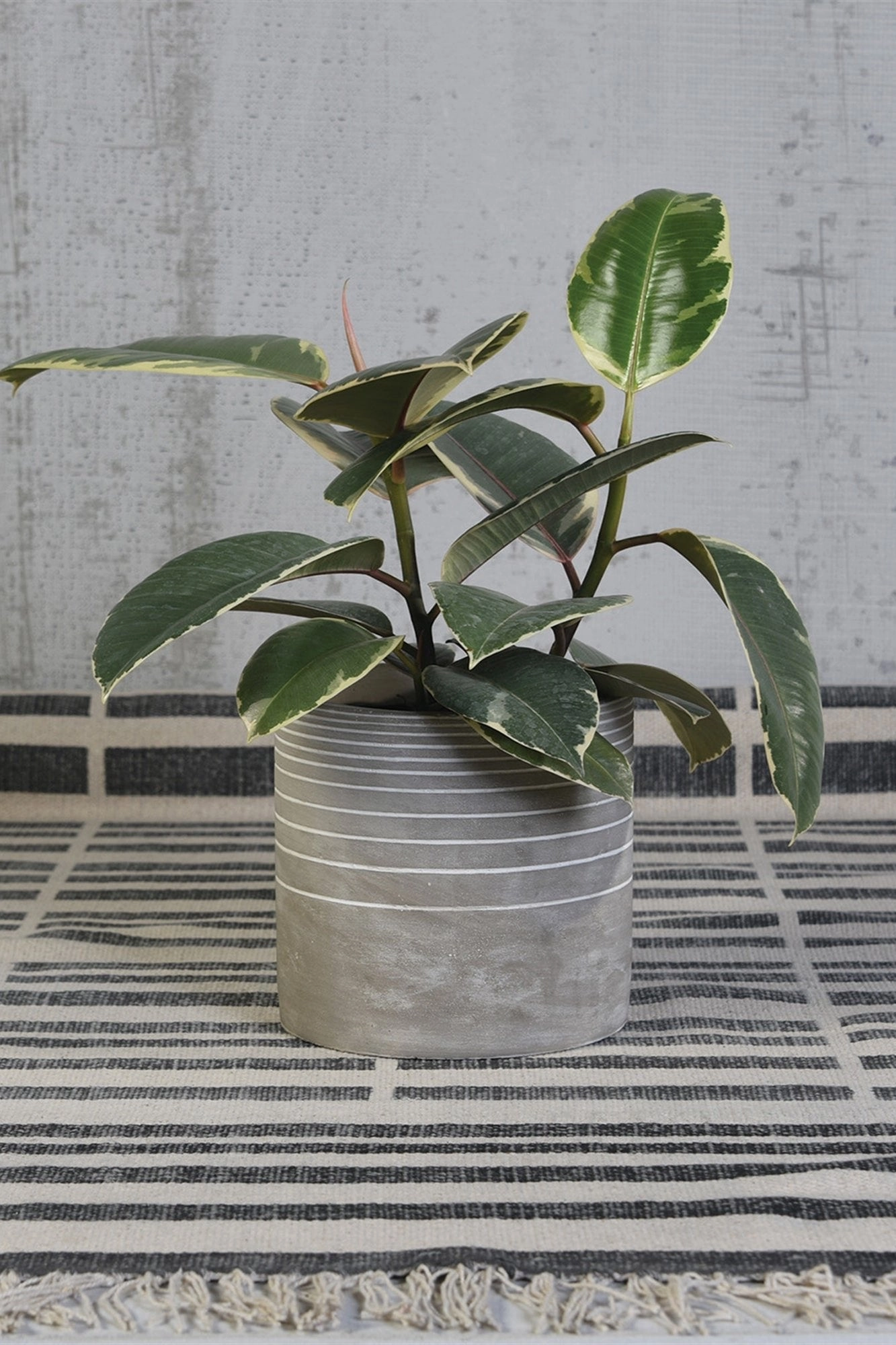 Paso Linear Cement Cachepot