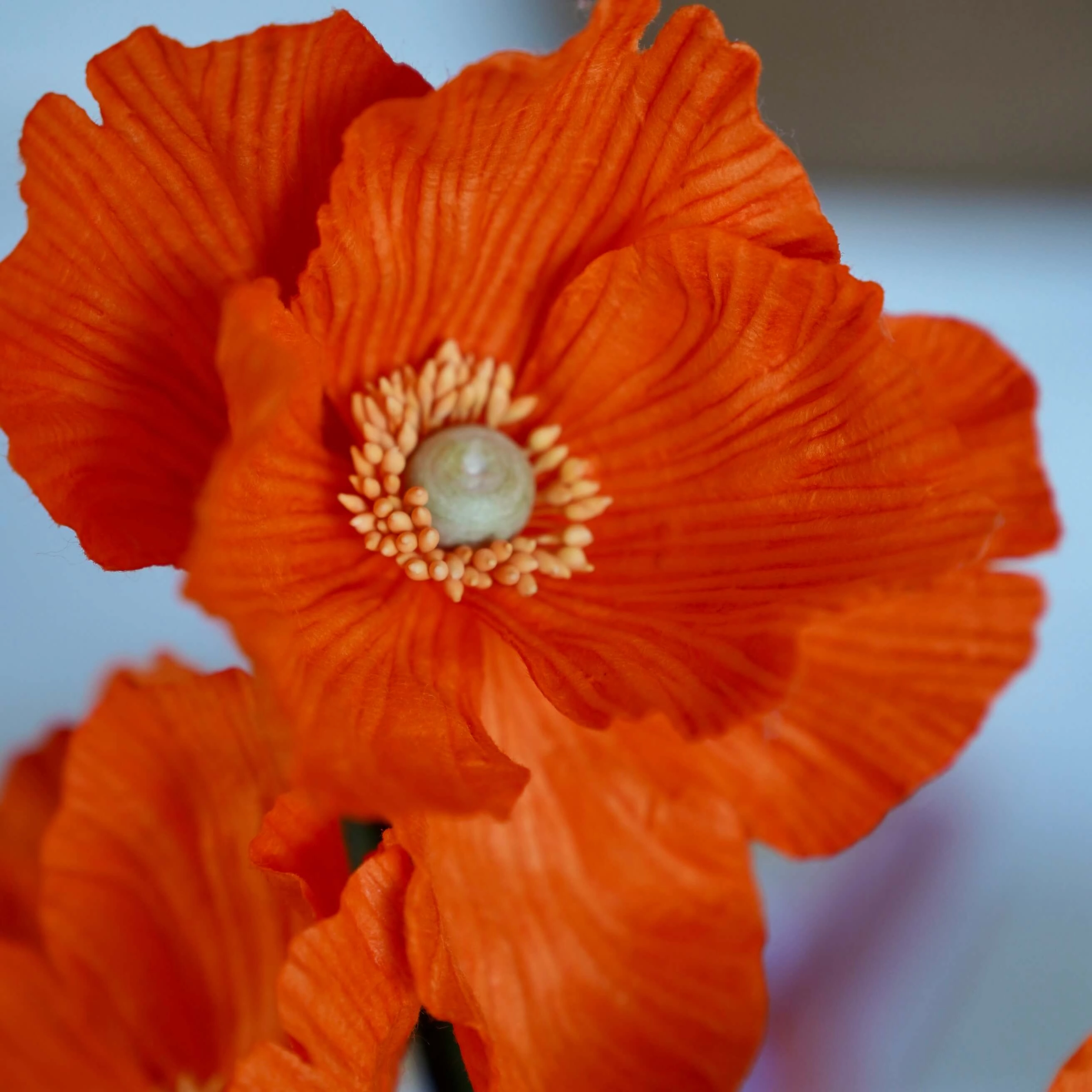 Pavot en papier orange