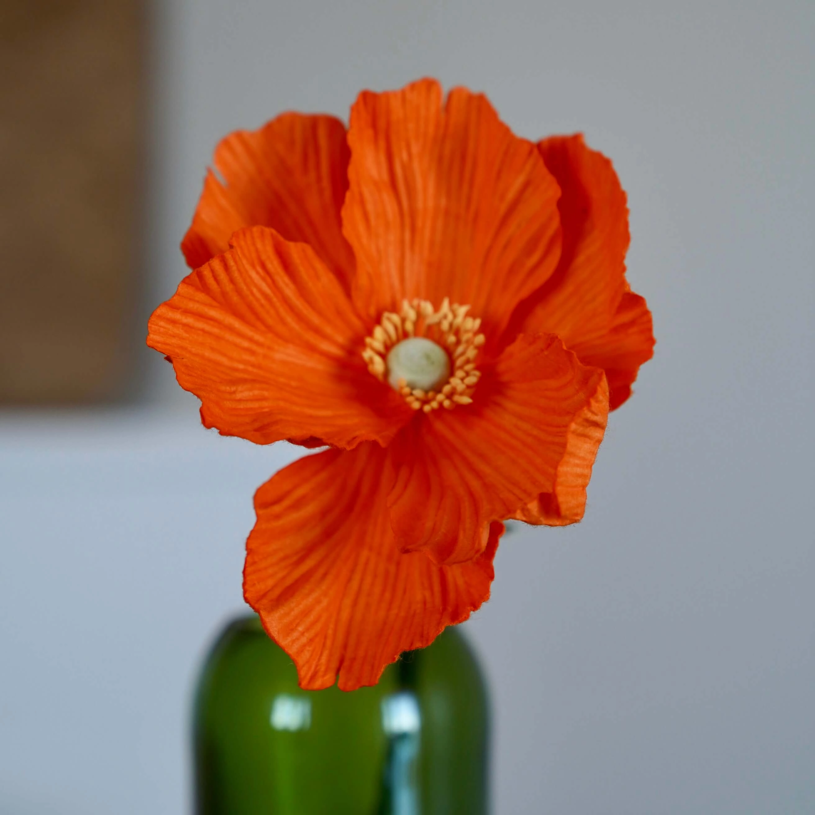 Pavot en papier orange