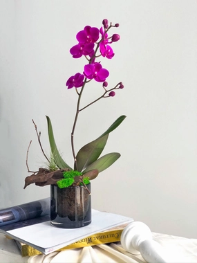 Petite Orchid Arrangement,mother's day bouquet