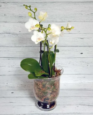 Phalaenopsis Orchid - Glass Pot,realistic flower bouquet 