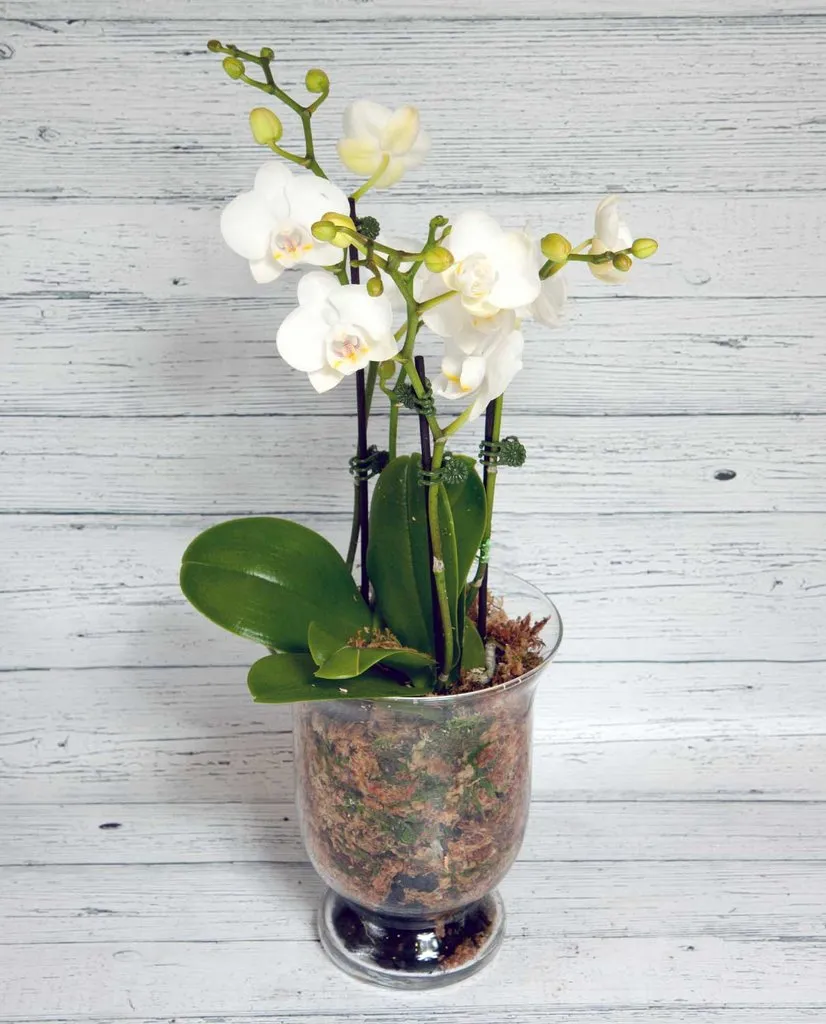 Phalaenopsis Orchid - Glass Pot,realistic flower bouquet 