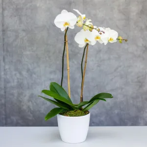 Phalaenopsis Orchid Plant,realistic flower bouquet 