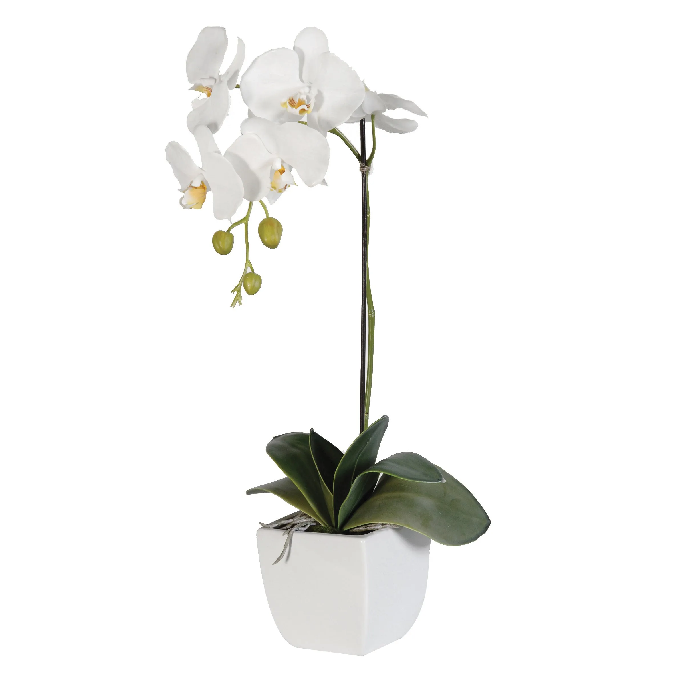 Phalaenopsis Orchid Plant