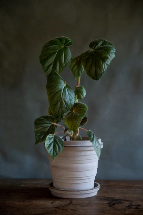 Planets Jupiter Pot & Saucer Grey 9.8,indoor flower container