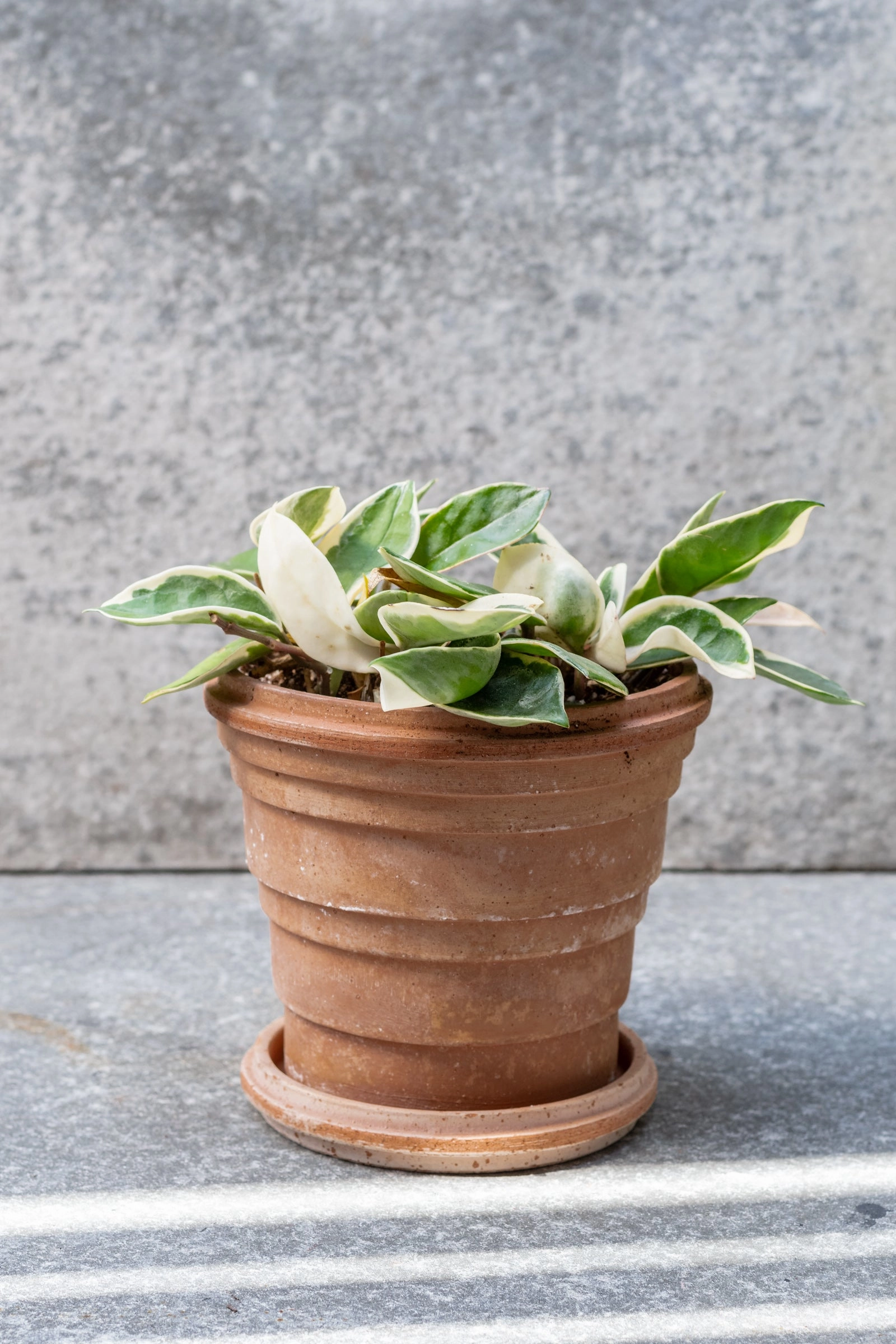 Planets Saturn Pot & Saucer Rosa 6.3,indoor flower container