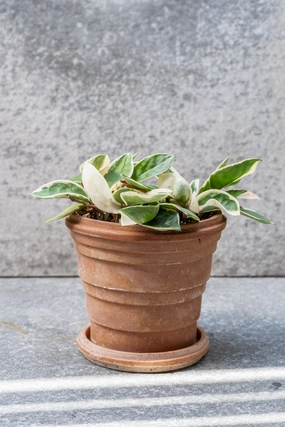 Planets Saturn Pot & Saucer Rosa 6.3,indoor flower container