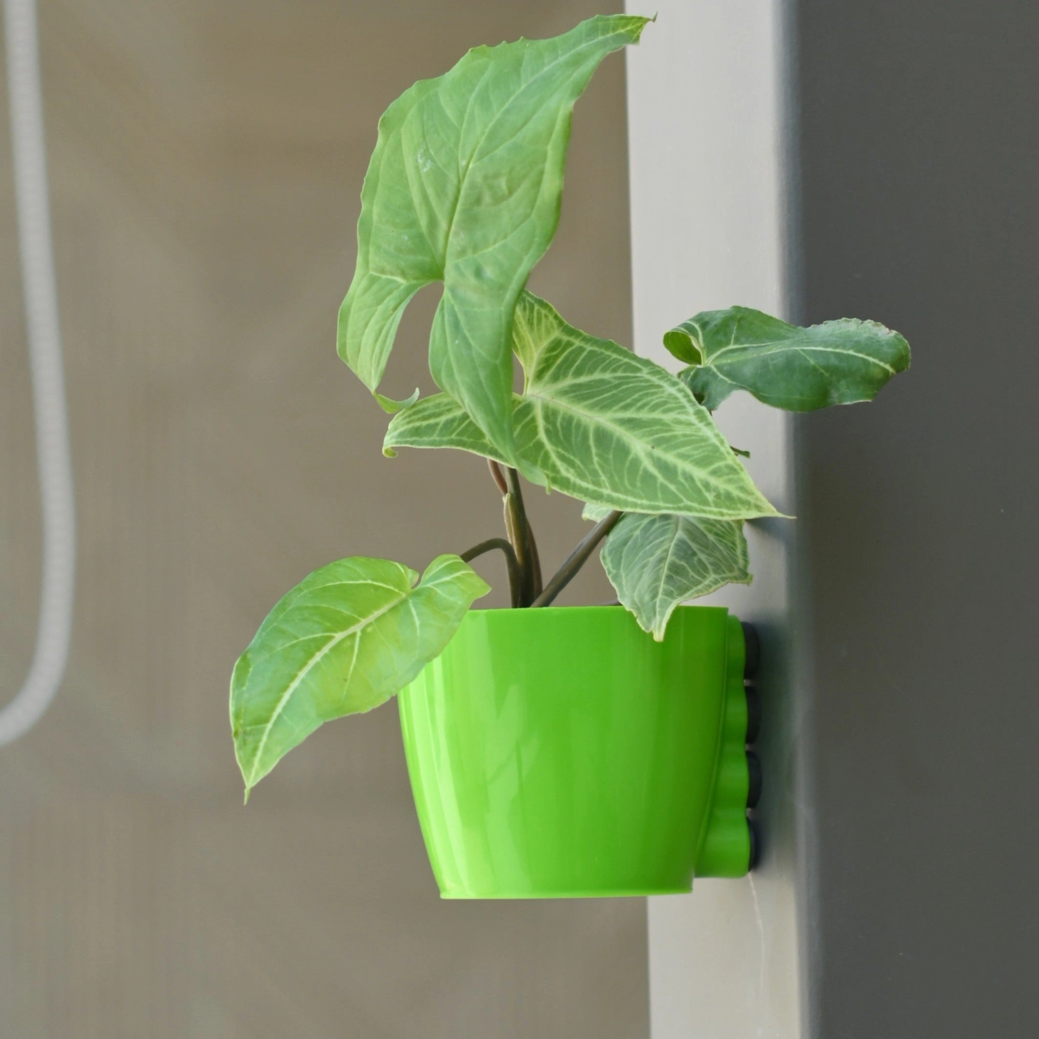 Plastic Medium Magnetic Pot- Set of 5,classic ceramic flowerpot
