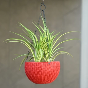 Plastic Rattan Hanging 8.1" Pot With Chain,hanging suspension frame