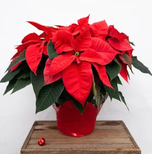 Poinsettias,realistic flower bouquet 