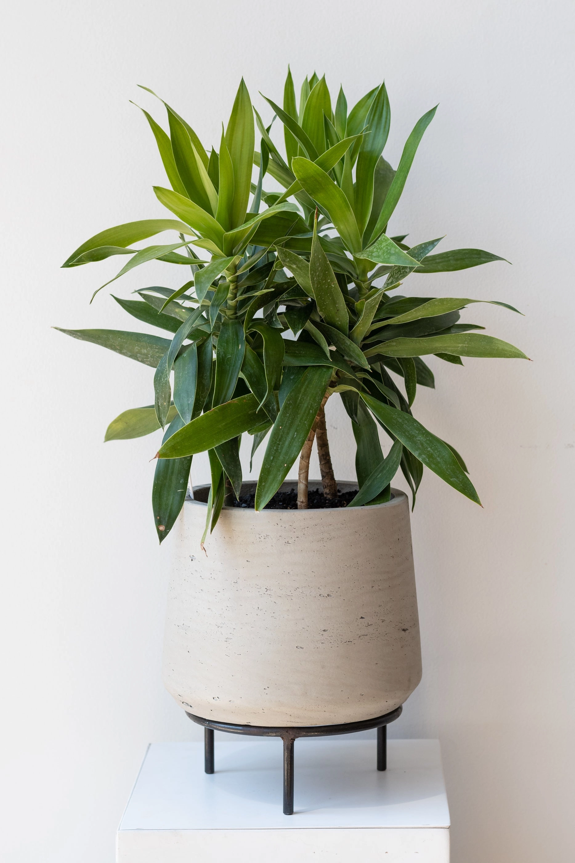 Pot Stand Tripod 6"