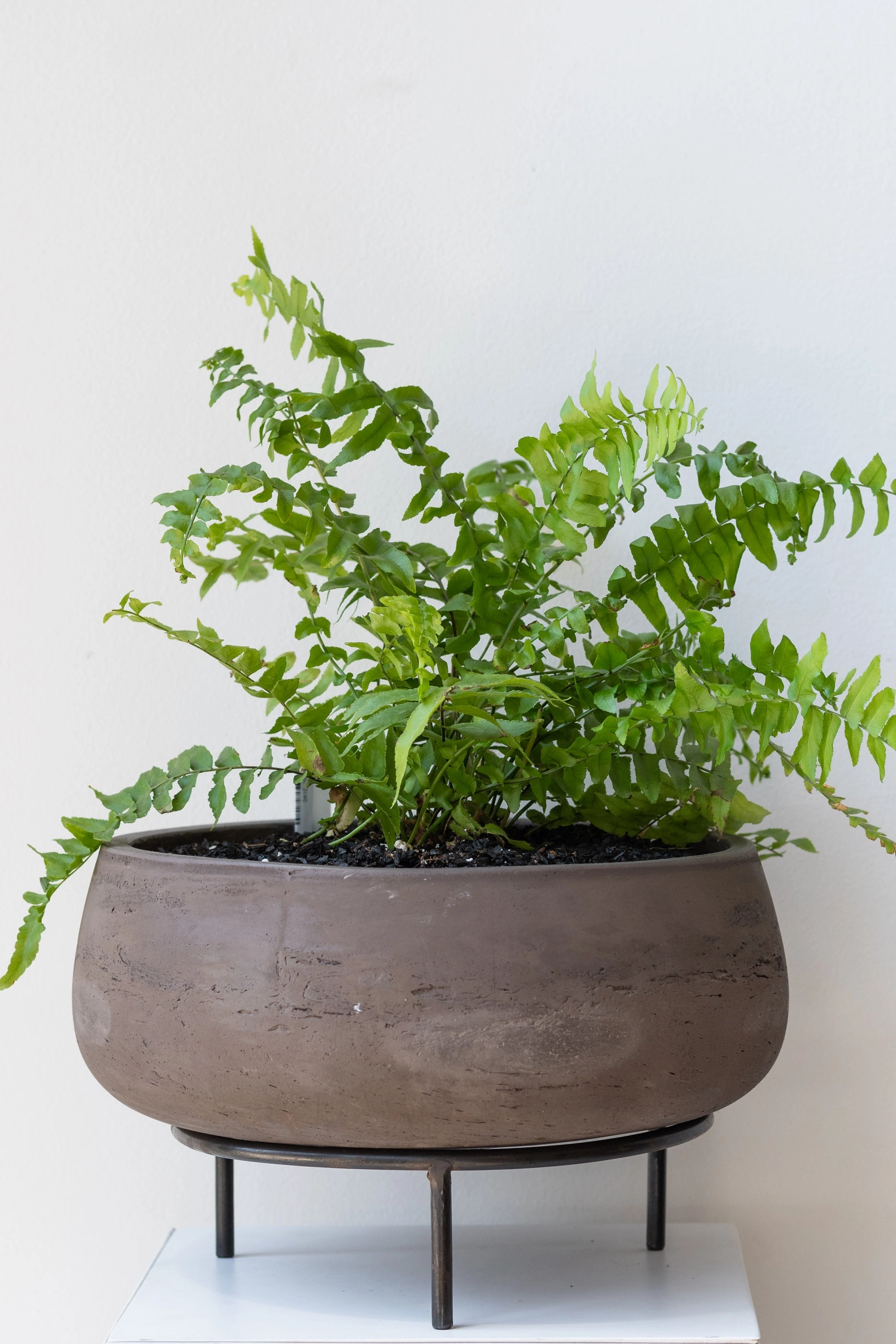Pot Stand Tripod 8"