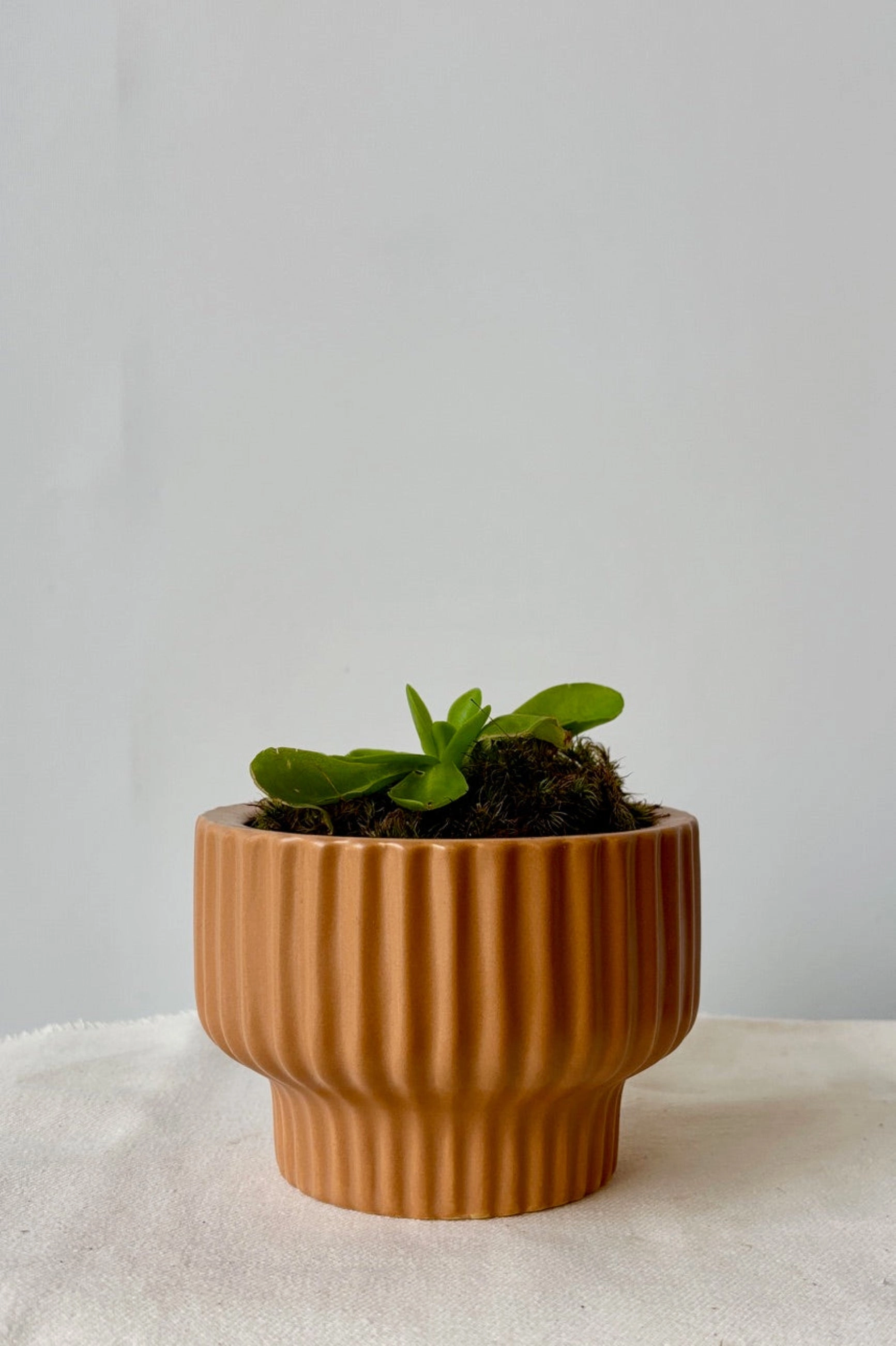 Presley Pedestal Planter Ginger 4.5"