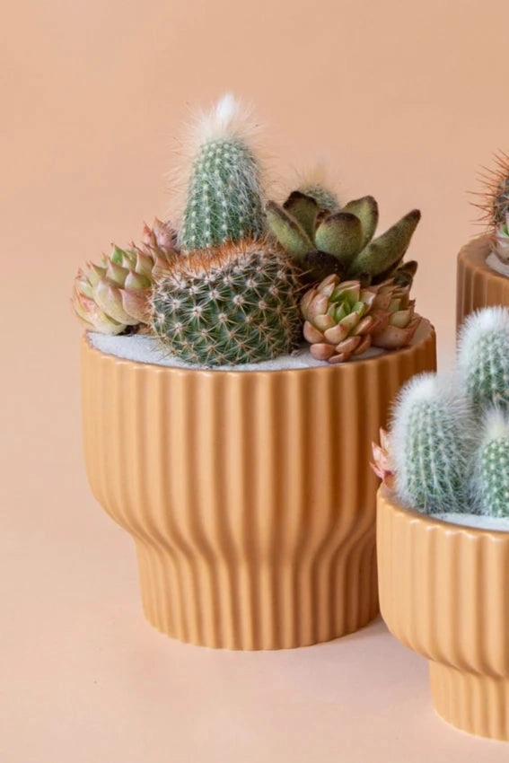 Presley Pedestal Planter Ginger 5.5"