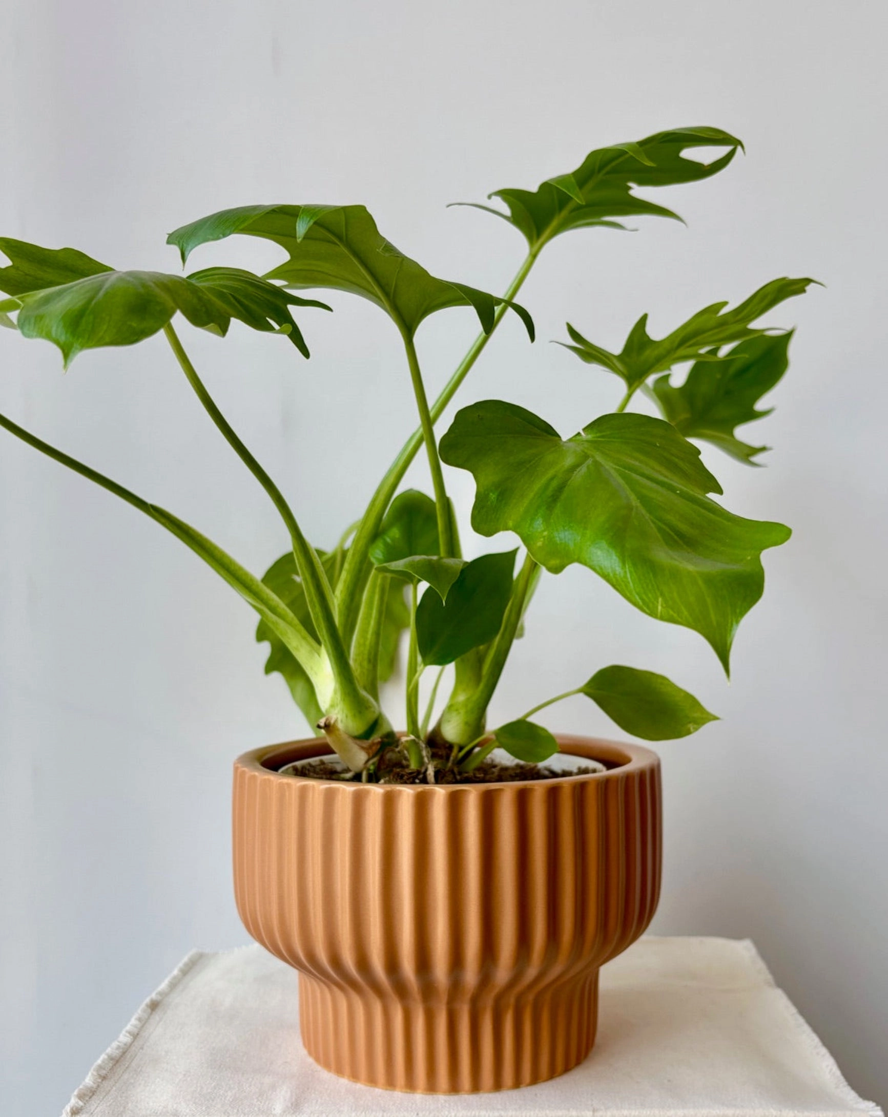 Presley Pedestal Planter Ginger 8"