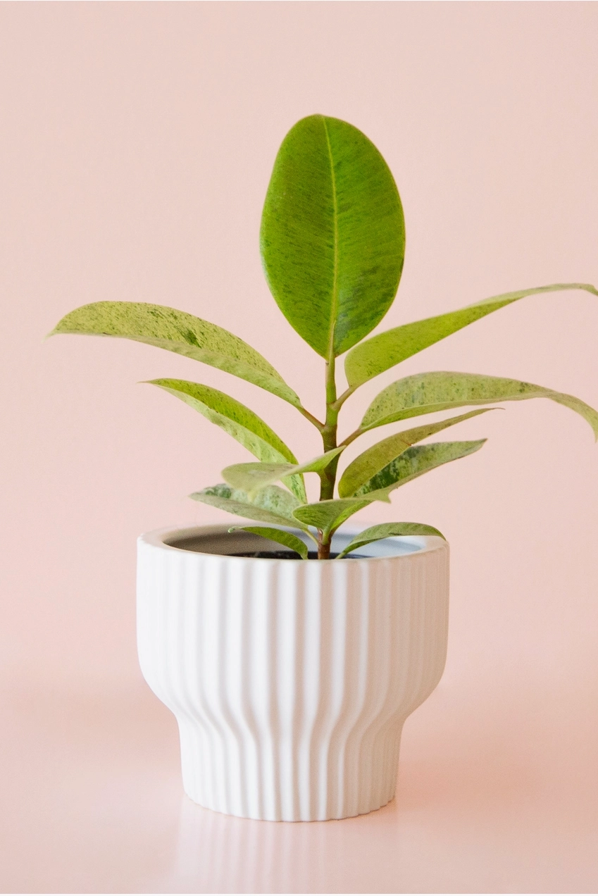 Presley Pedestal Planter White 8"