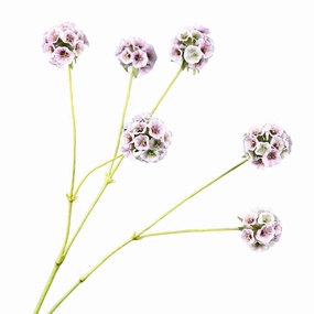Pristimera Cambodiana Artificial Flower Blush Pink PRISTIMERACAMBODIANA003,dried artificial flower