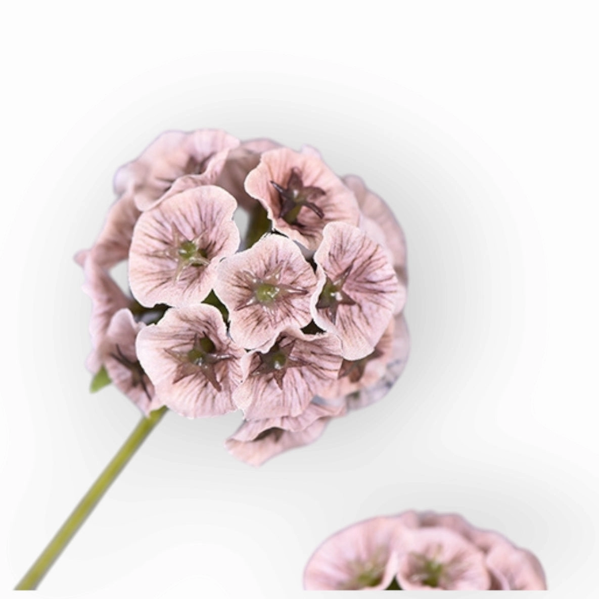 Pristimera Cambodiana Artificial Flower Blush Pink PRISTIMERACAMBODIANA003