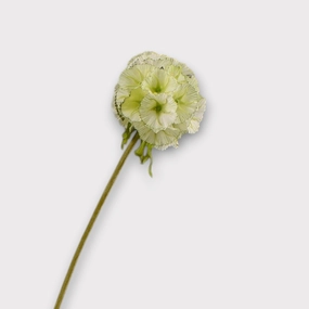 Pristimera Cambodiana Artificial Flower Green PRISTIMERACAMBODIANA002,dried artificial flower