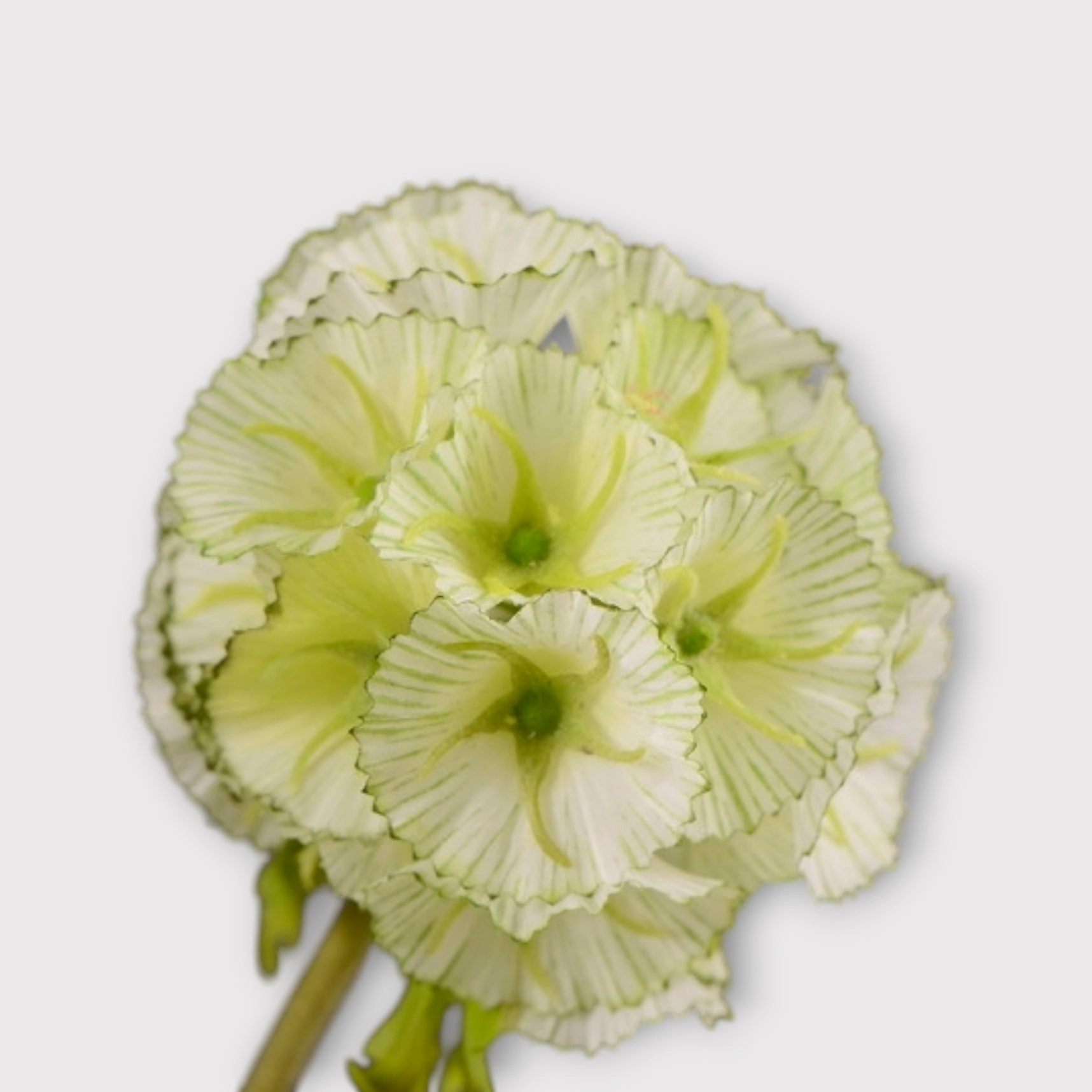 Pristimera Cambodiana Artificial Flower Green PRISTIMERACAMBODIANA002