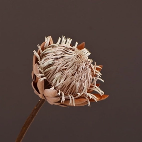 Protea Artificial Silk Flower Dry Brown PROTEA0012,dried artificial flower
