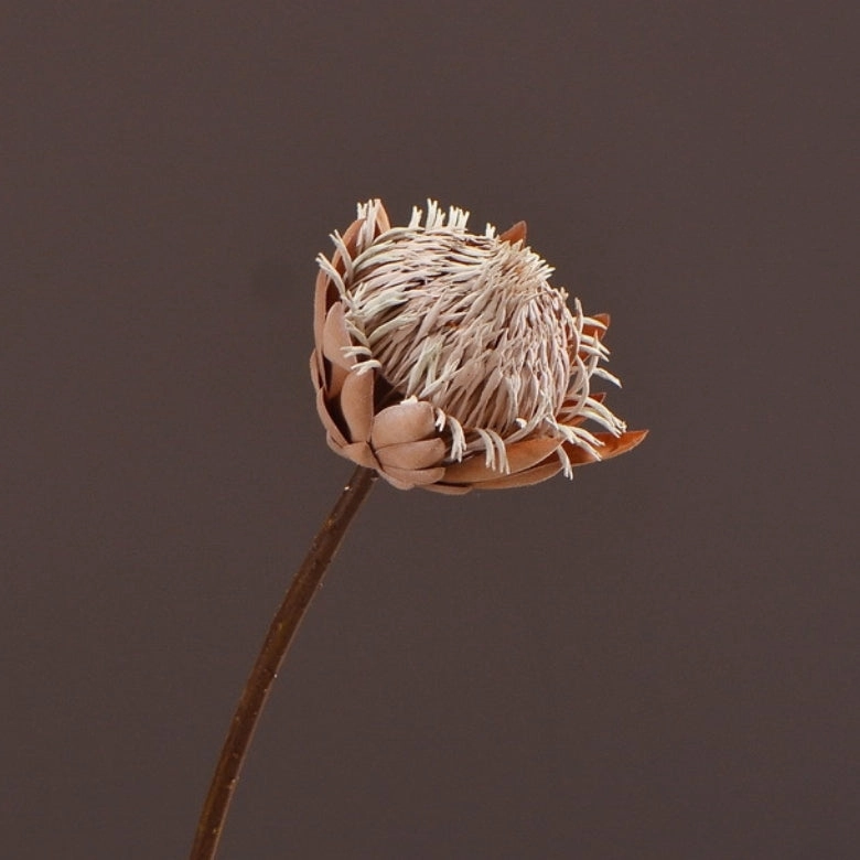 Protea Artificial Silk Flower Dry Brown PROTEA0012