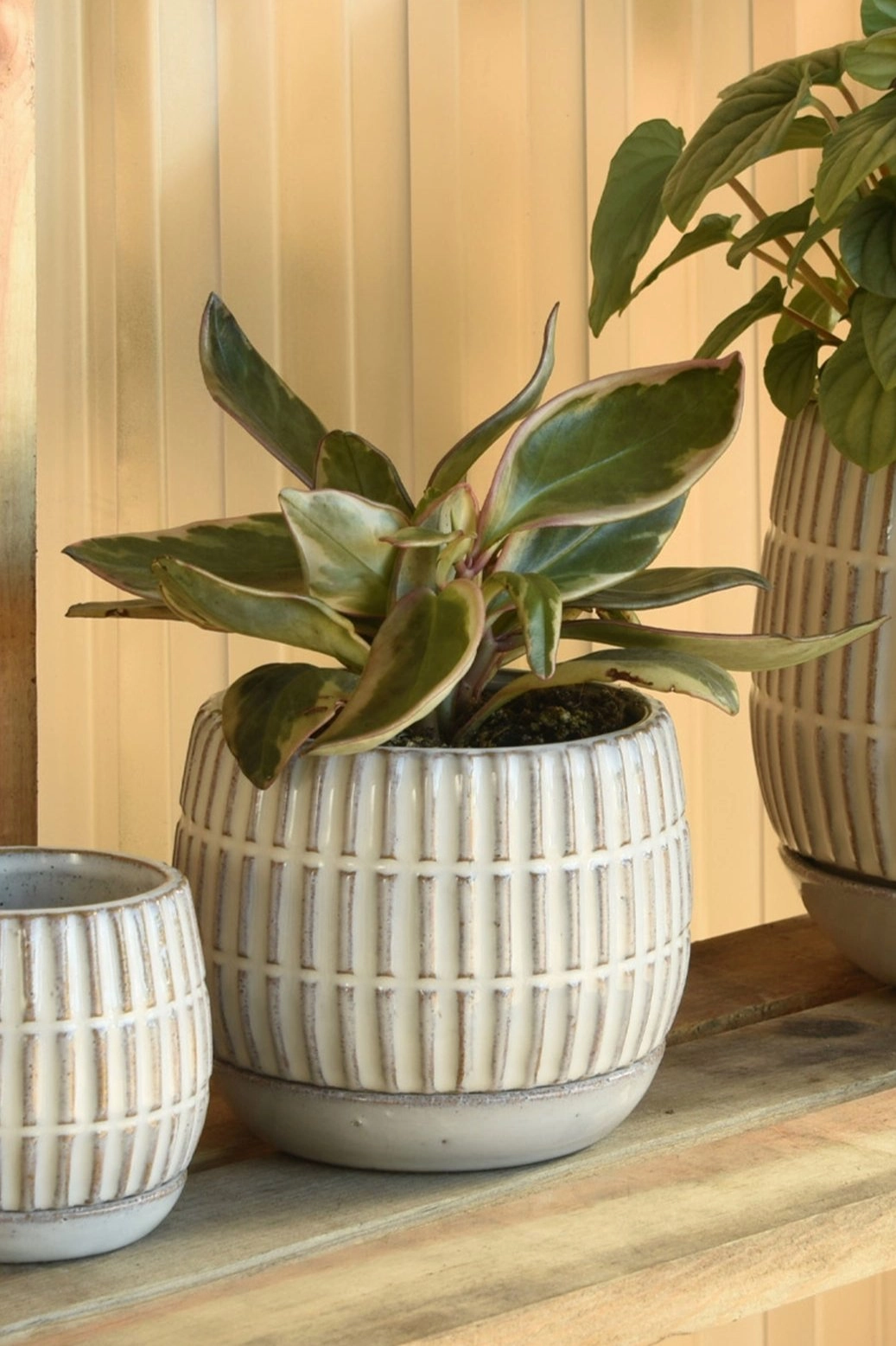 Ramos Banded Stoneware Pot & Saucer 4"