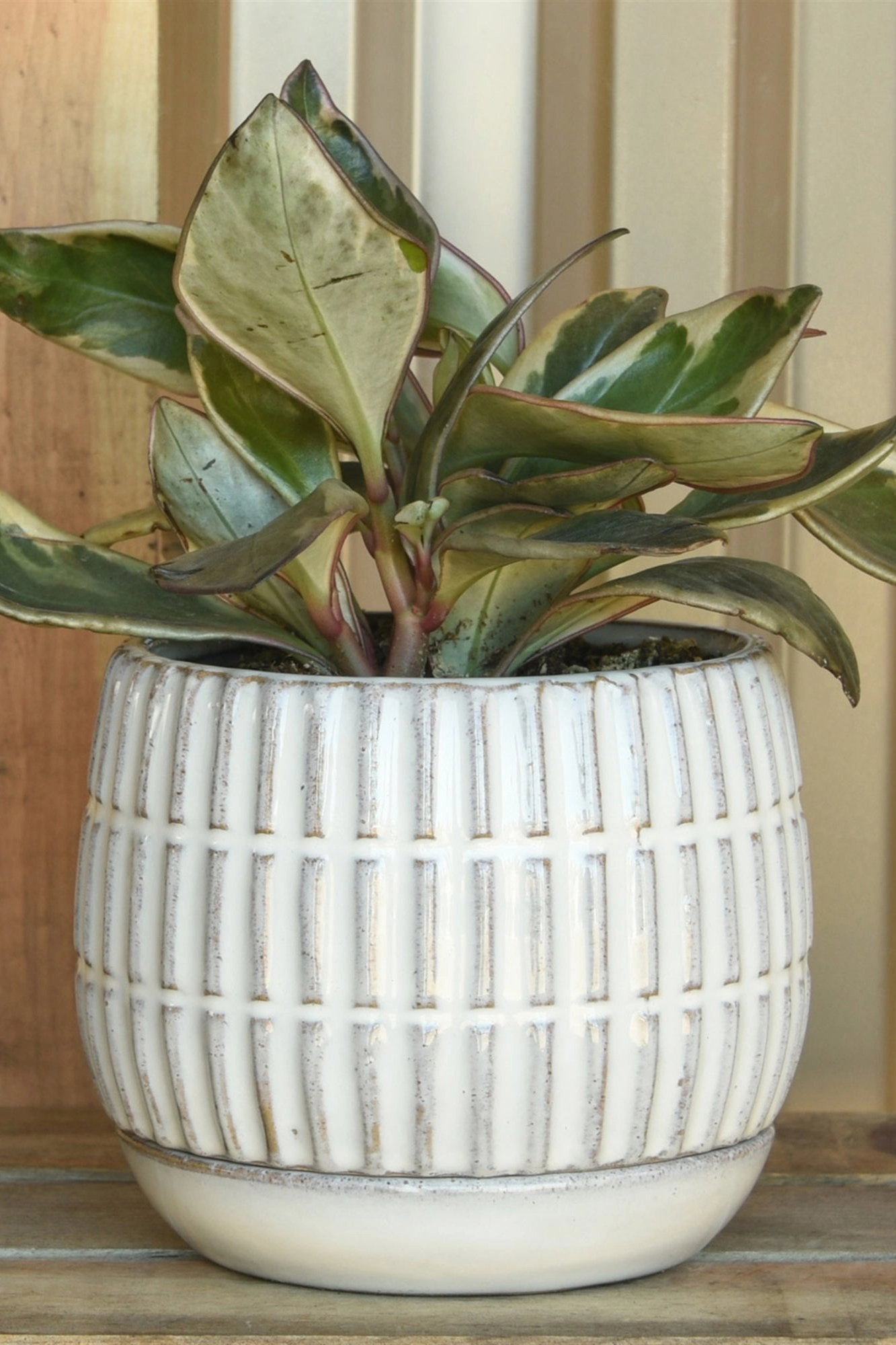 Ramos Banded Stoneware Pot & Saucer 4"