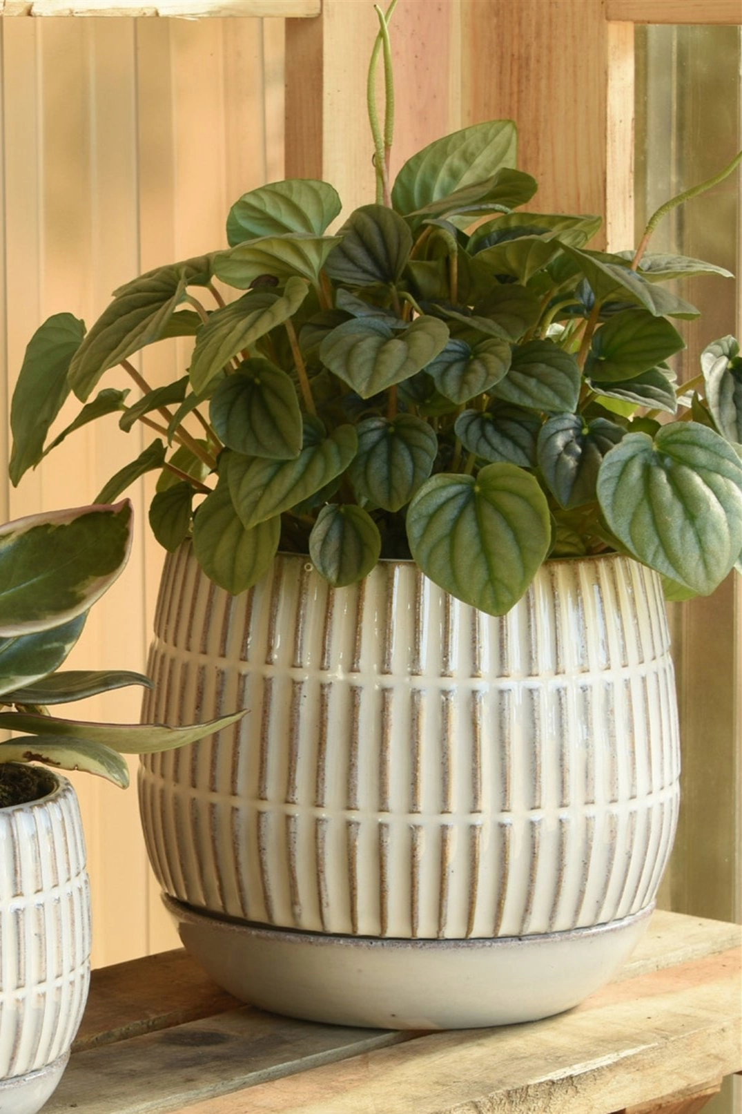 Ramos Stoneware Pot & Saucer 6"