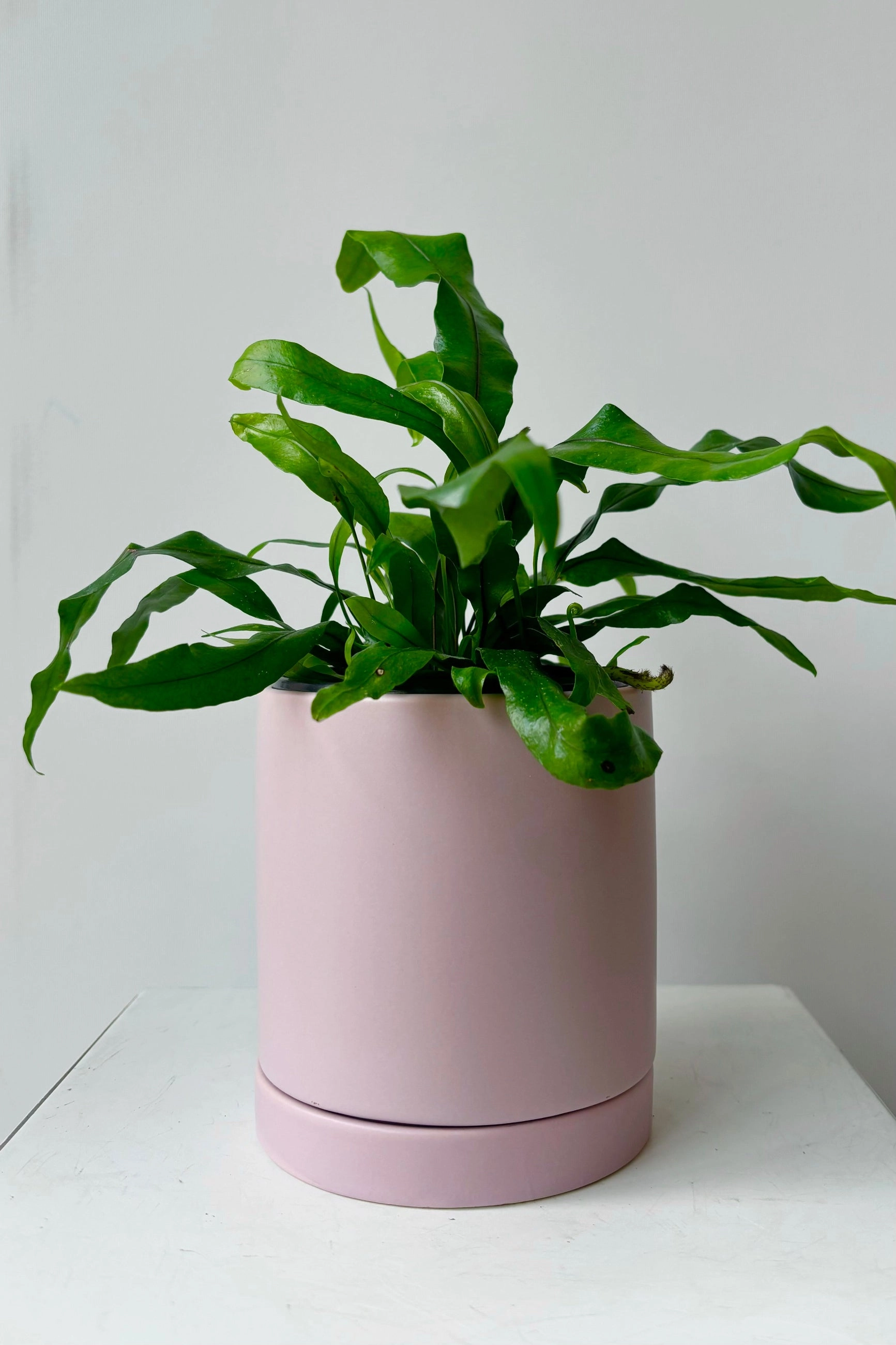 Romey Pot and Saucer Lilac