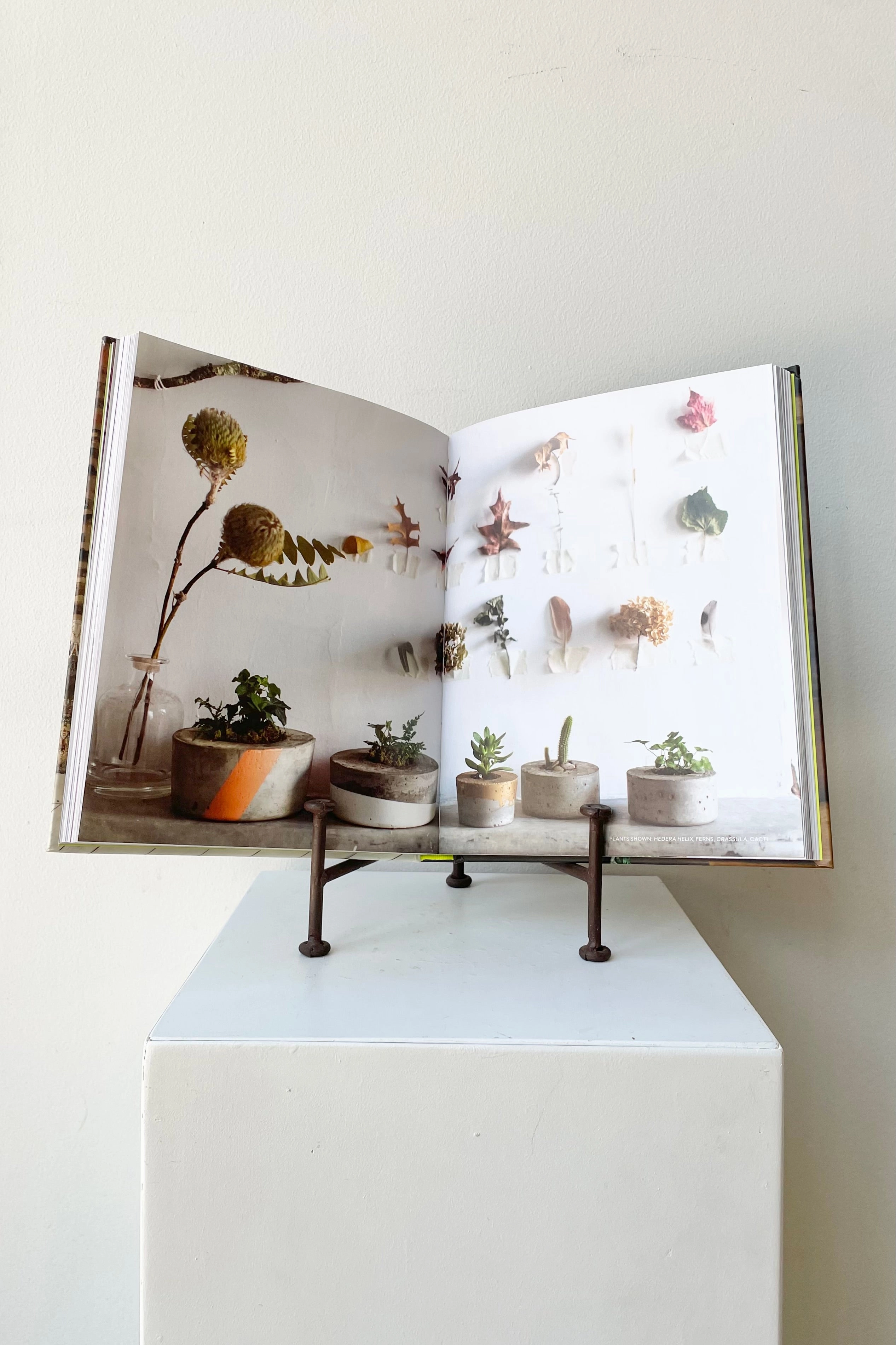 Rooted In Design