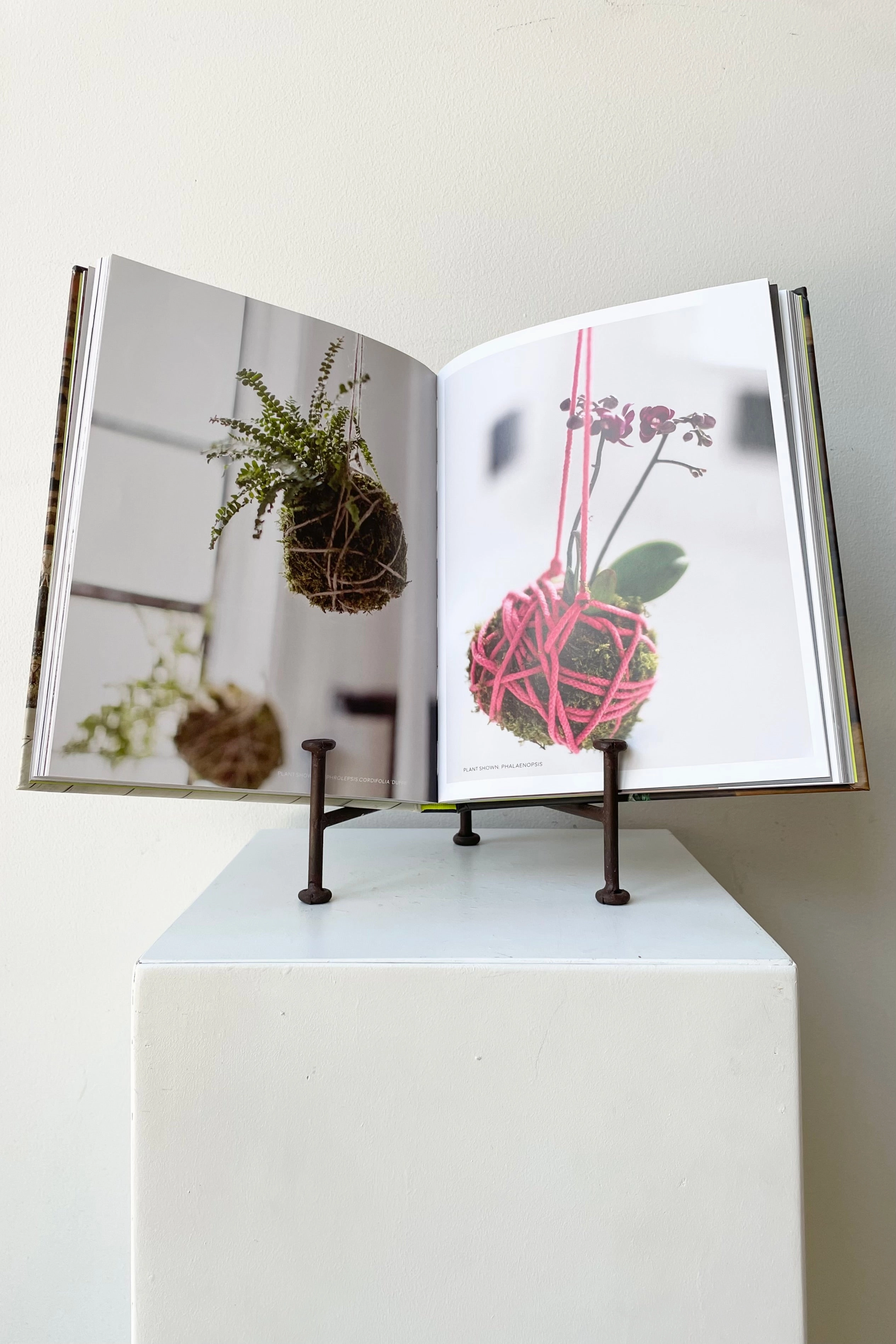 Rooted In Design