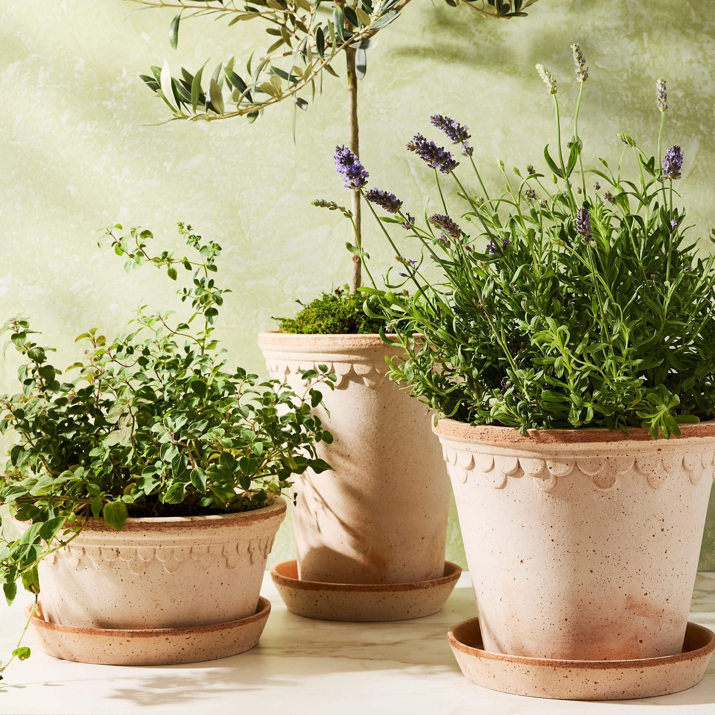 Rosa Low Terracotta Pot and Saucer, (8.3"Dia x 4.1H)