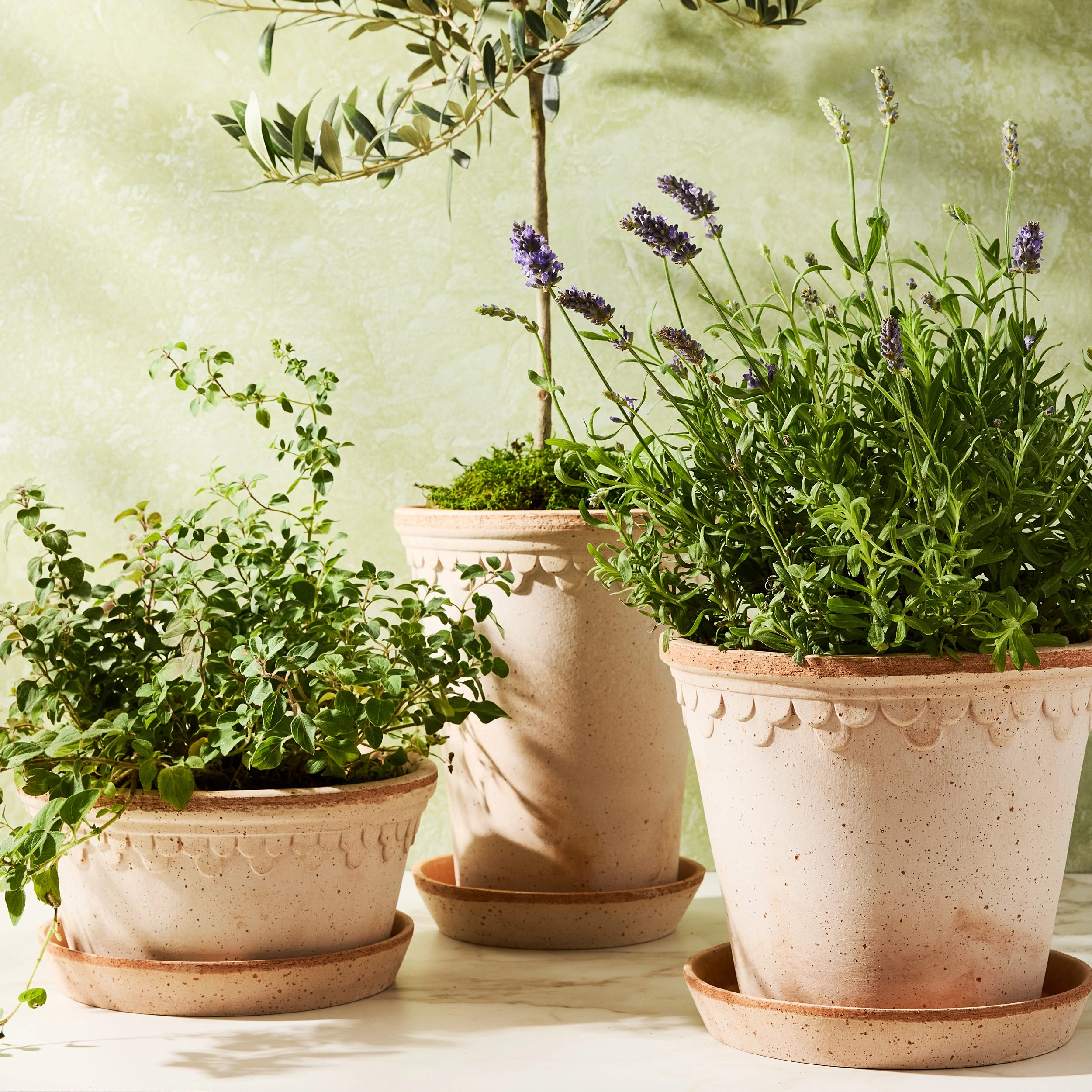 Rosa Mediuma Terracotta Pot and Saucer, 8.3" x 7.3"
