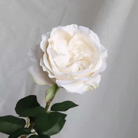 Rose Austin 72cm Artificial Silk Flower White ROSEAUSTIN059,dried artificial flower