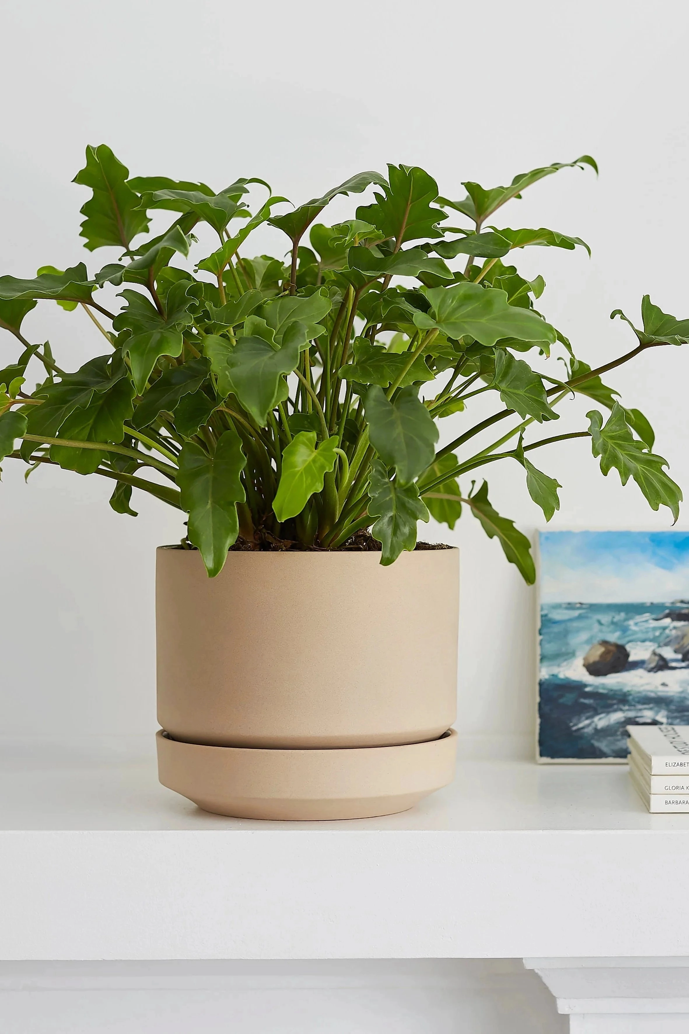 Round Two Planter Oatmeal 8"