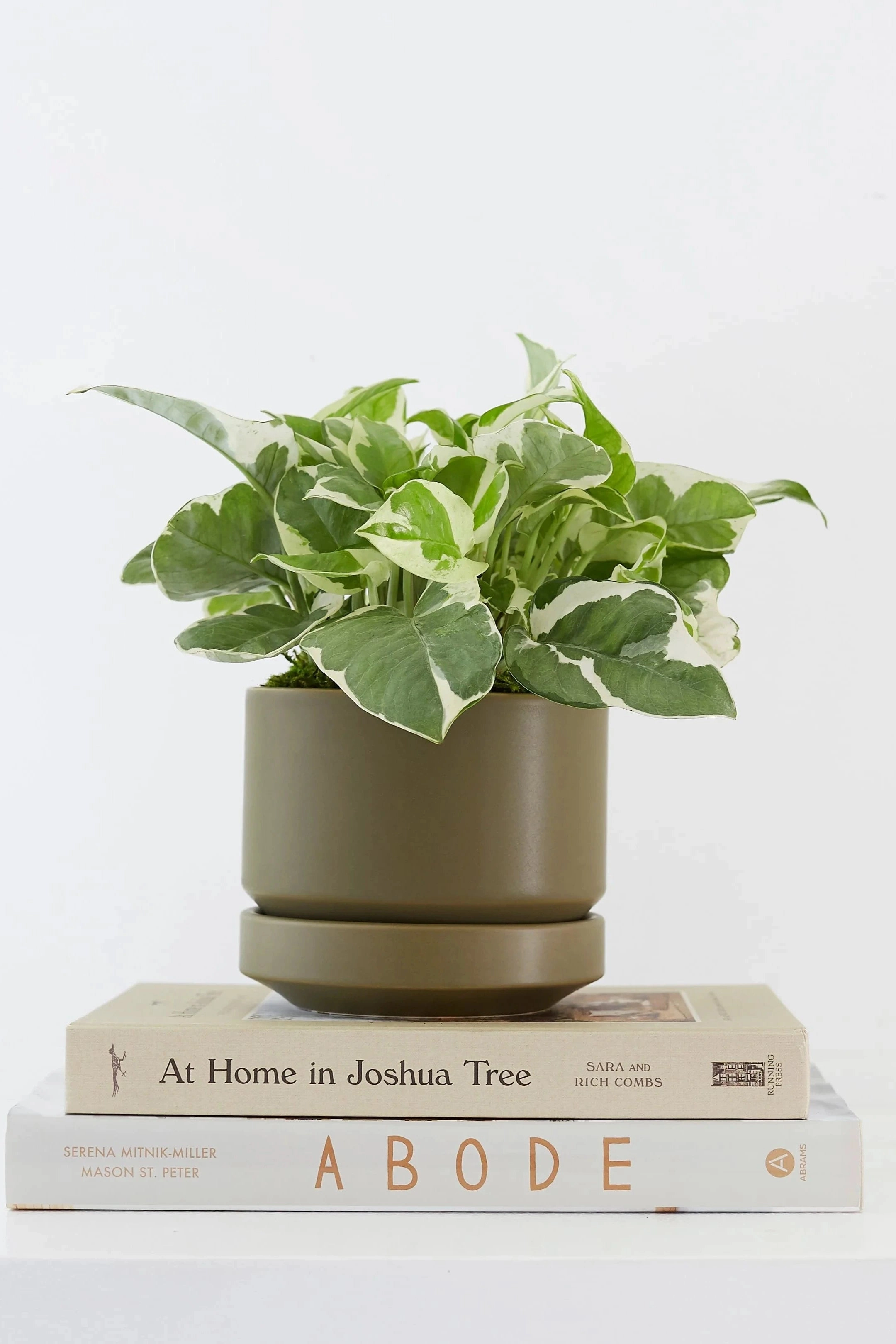 Round Two Planter Olive 4"