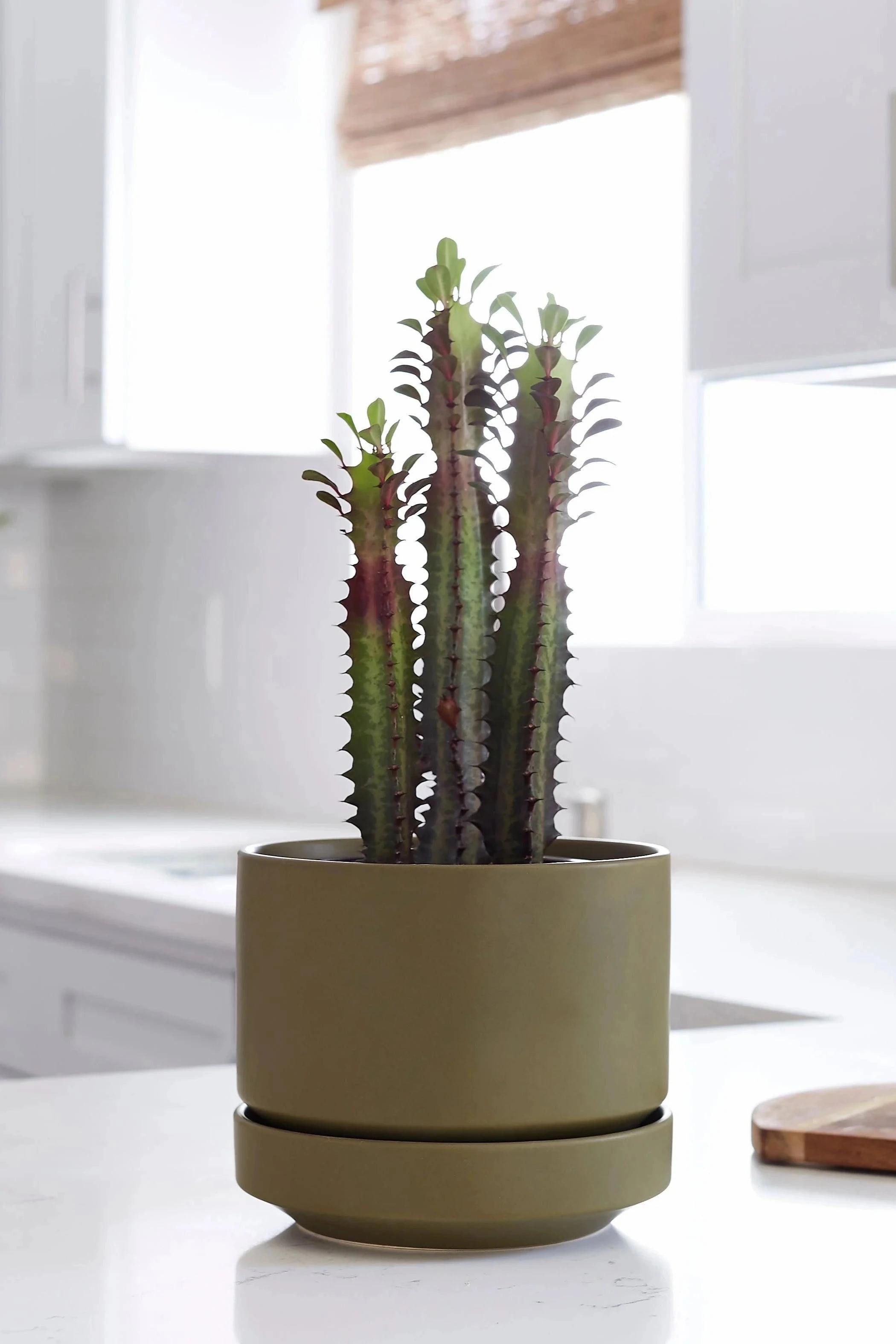 Round Two Planter Olive 6"