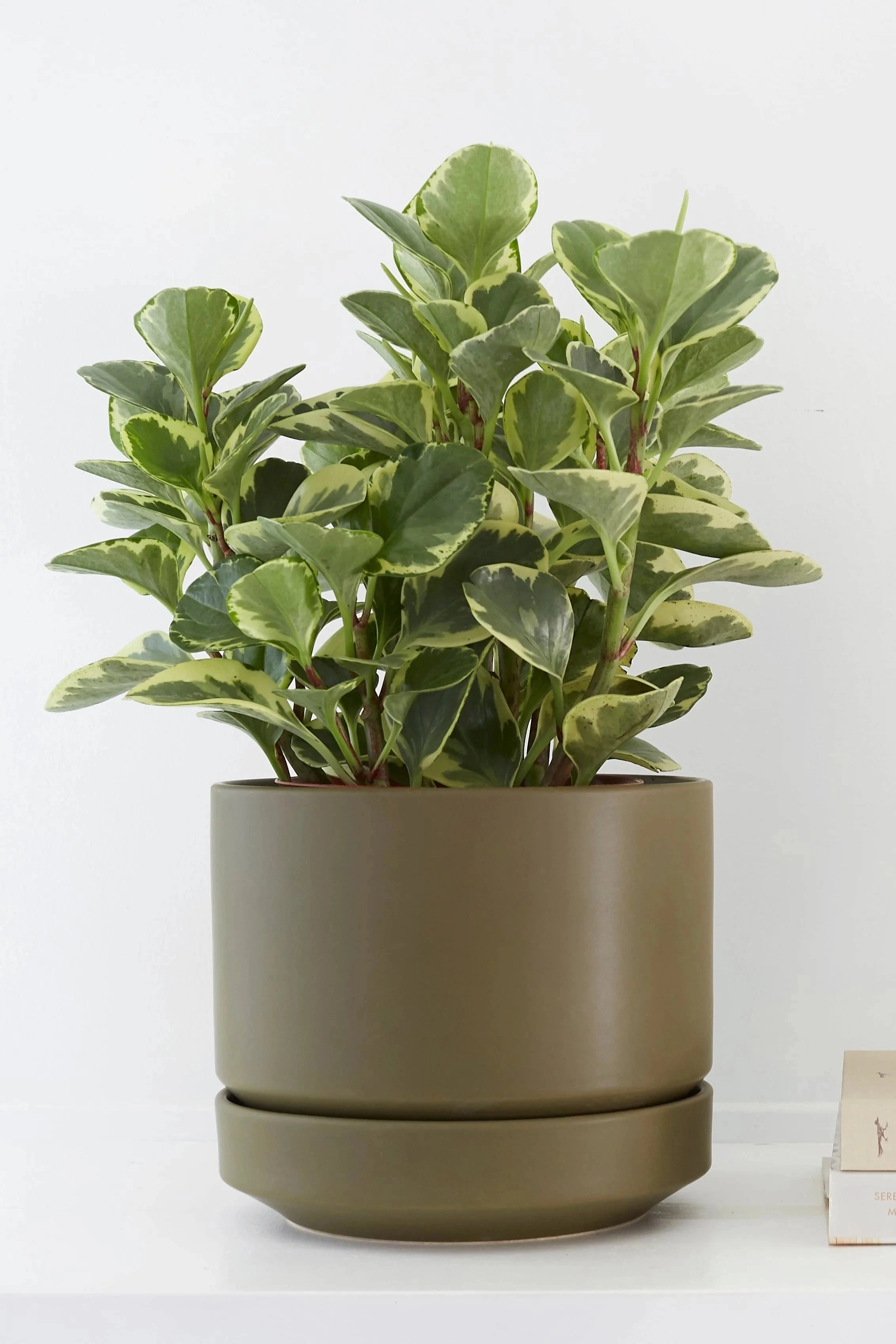 Round Two Planter Olive 8"
