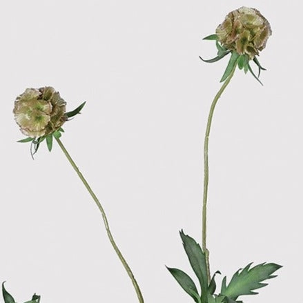 Scabiosa Stellata Spray with Leaves 85cm