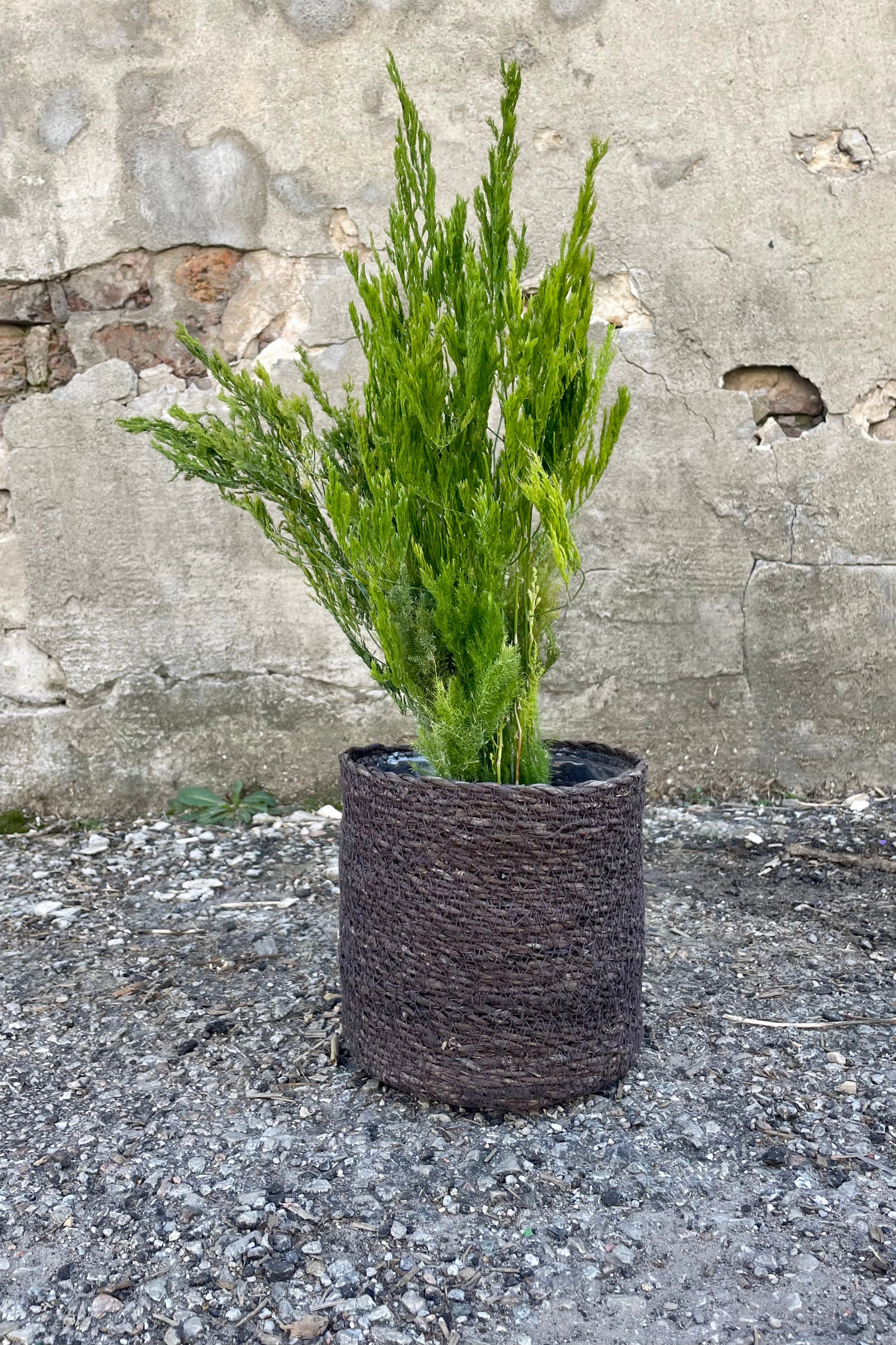 Seagrass Basket with Liner 6.25" Black