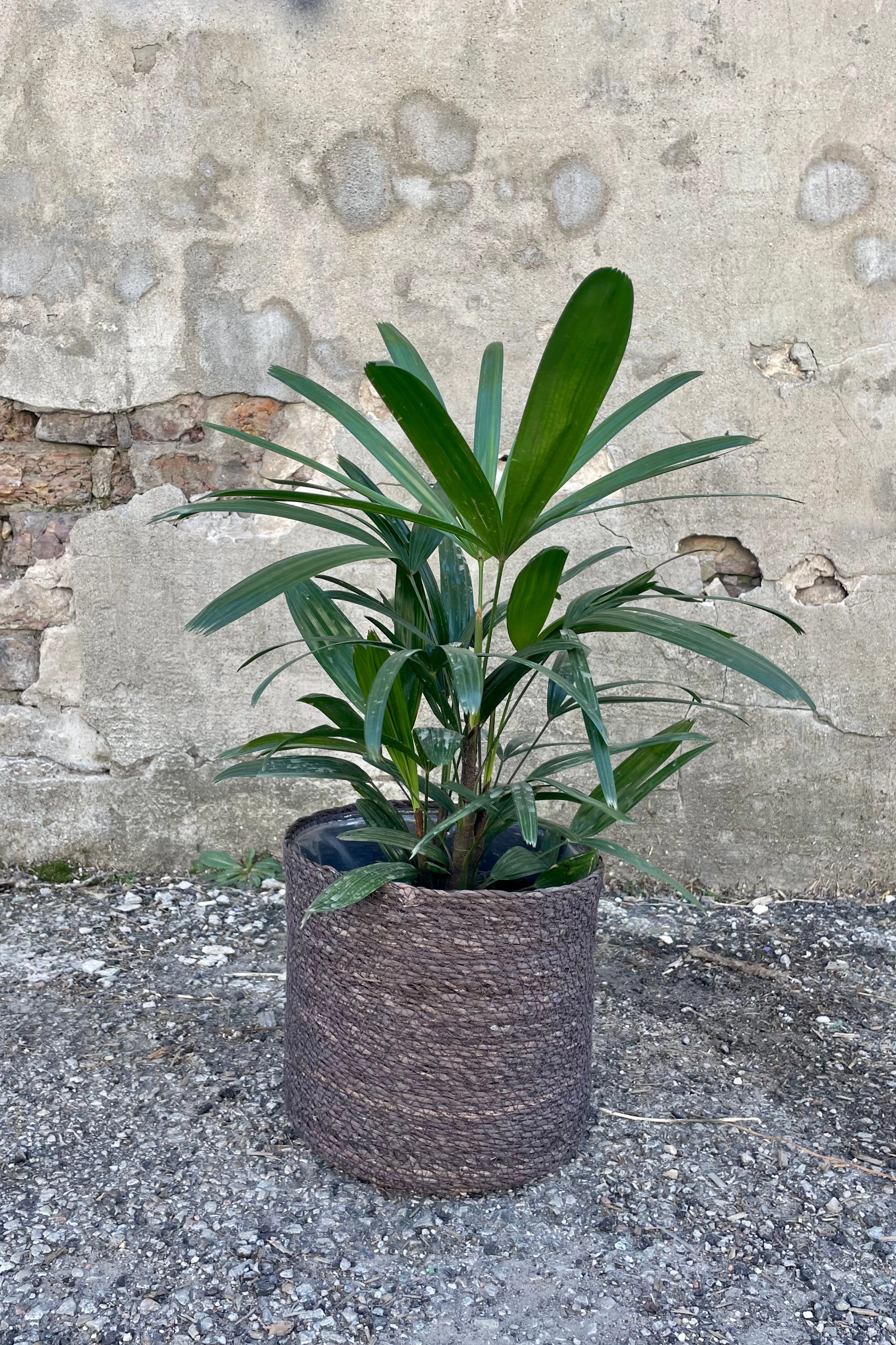 Seagrass Basket with Liner 8.5" Black