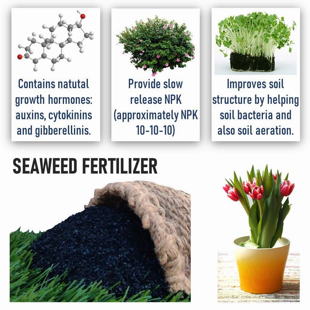 Seaweed Flakes Powder With Essential Micro Nutrients