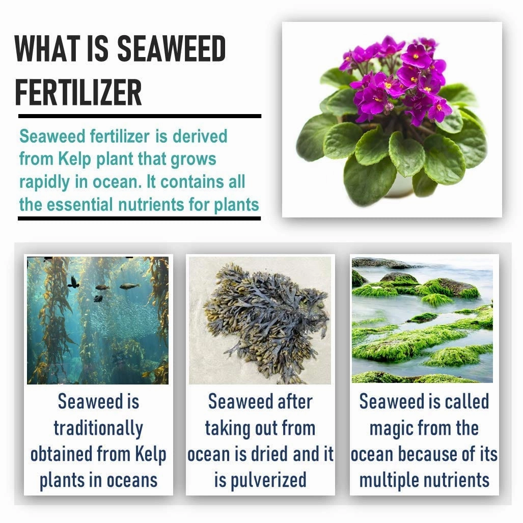 Seaweed Flakes Powder With Essential Micro Nutrients