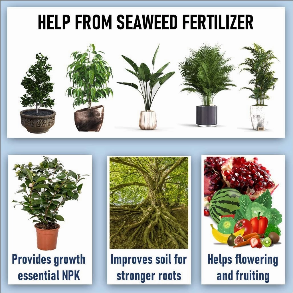 Seaweed Flakes Powder With Essential Micro Nutrients