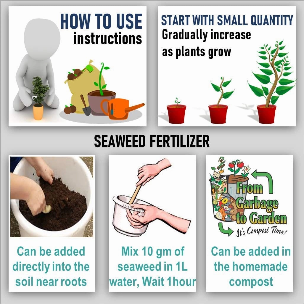 Seaweed Flakes Powder With Essential Micro Nutrients