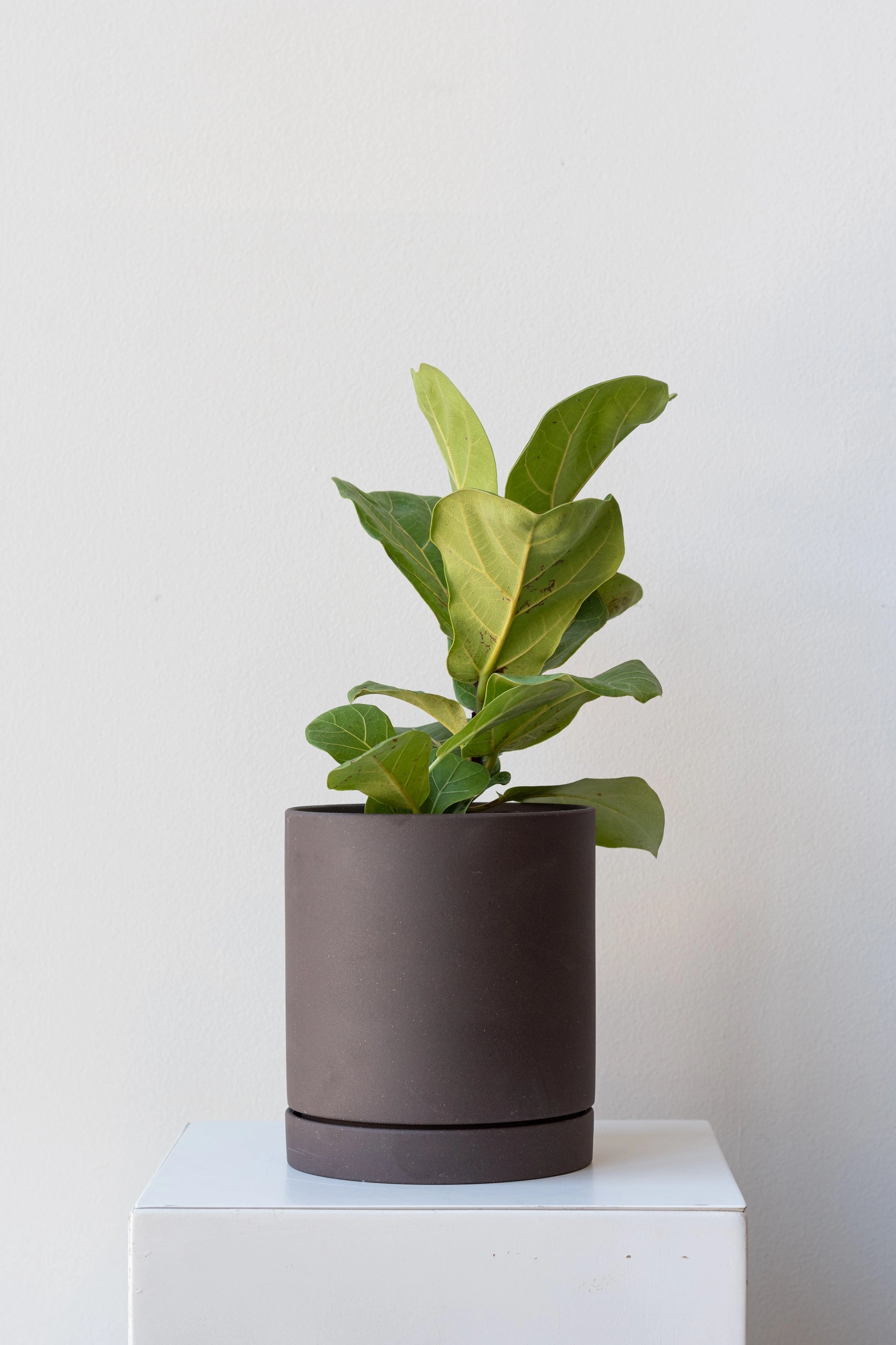 Sekki Pot Charcoal Medium
