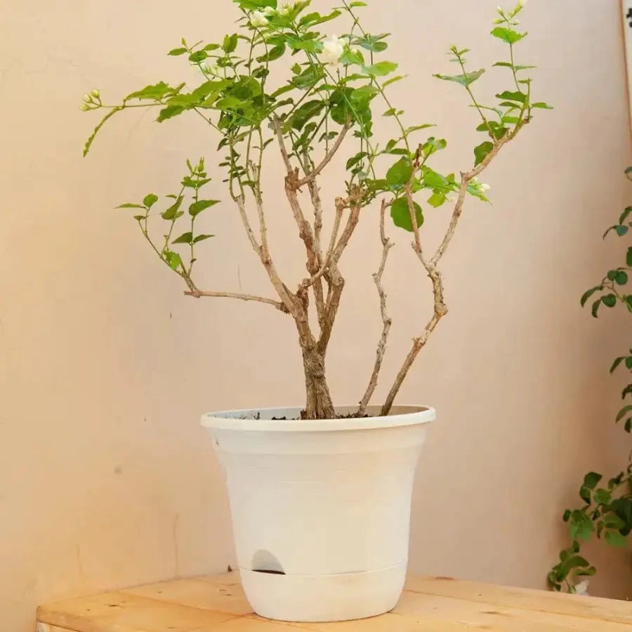 Set of 3 x 19.5 cm Beige Self Watering Plastic Planter for Indoors or Outdoors