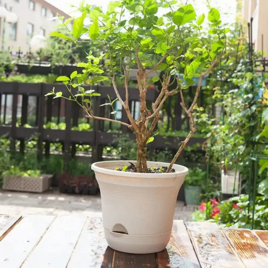 Set of 3 x 19.5 cm Beige Self Watering Plastic Planter for Indoors or Outdoors