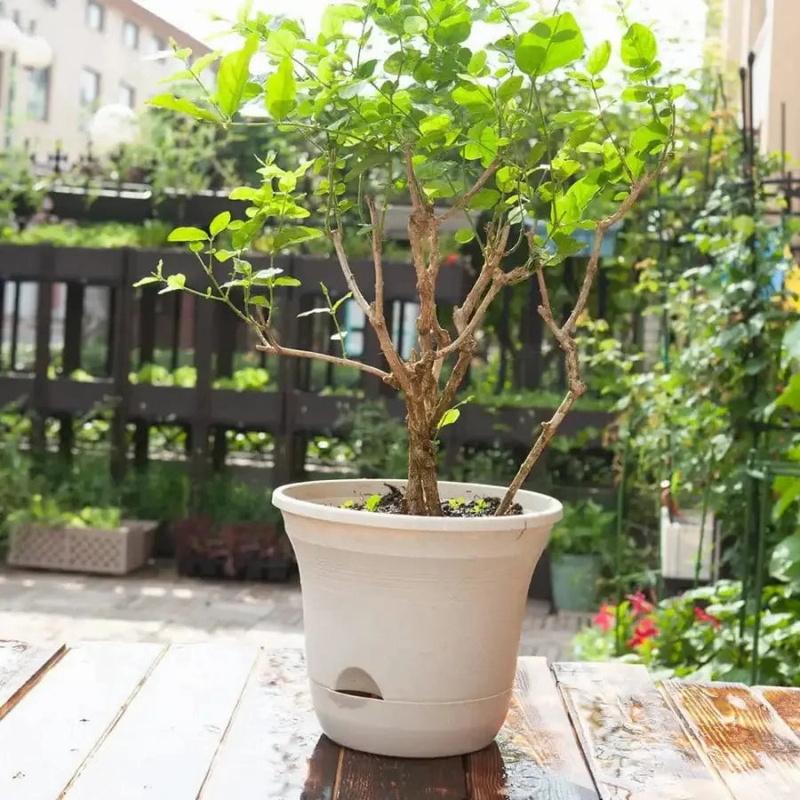 Set of 3 x 19.5 cm Beige Self Watering Plastic Planter for Indoors or Outdoors